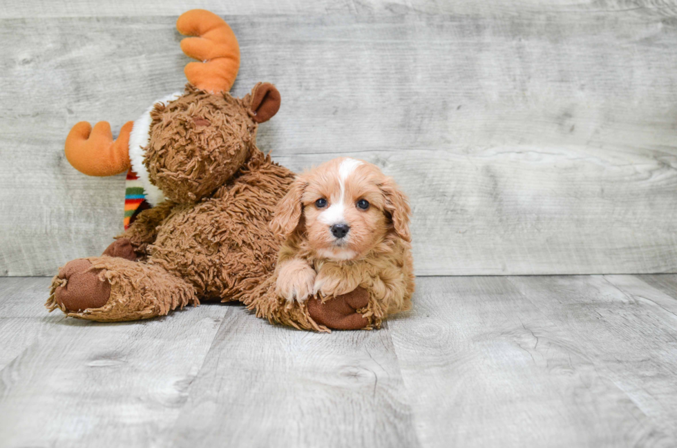 Cavapoo Pup Being Cute