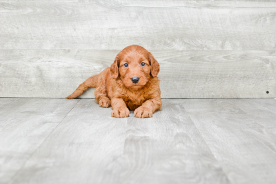 Best Mini Goldendoodle Baby