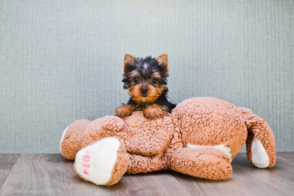 Meet Nugget - our Yorkshire Terrier Puppy Photo 