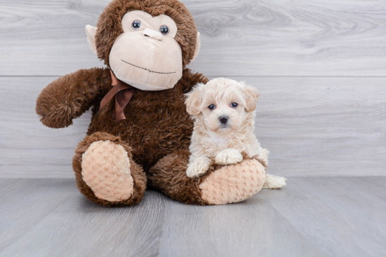 Best Maltipoo Baby