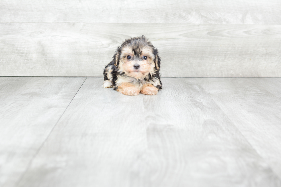 Best Morkie Baby