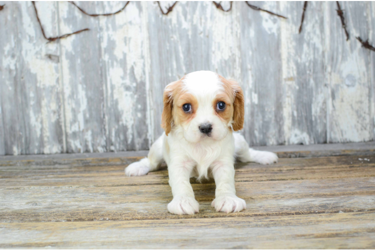 Hypoallergenic Cavalier Designer Puppy