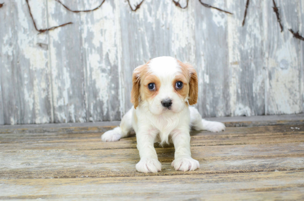 Hypoallergenic Cavalier Designer Puppy