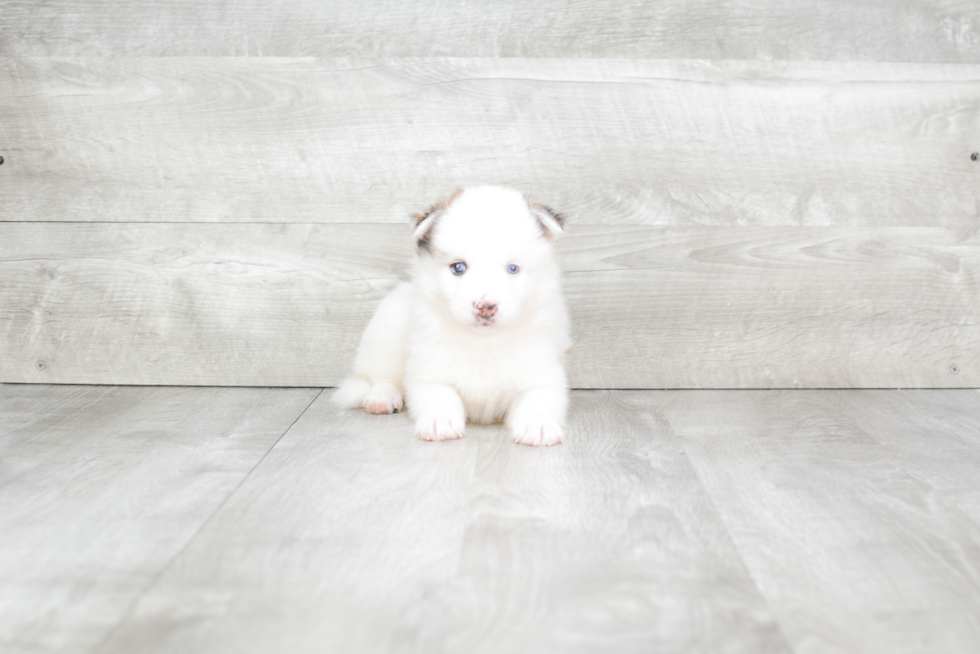 Friendly Pomsky Baby