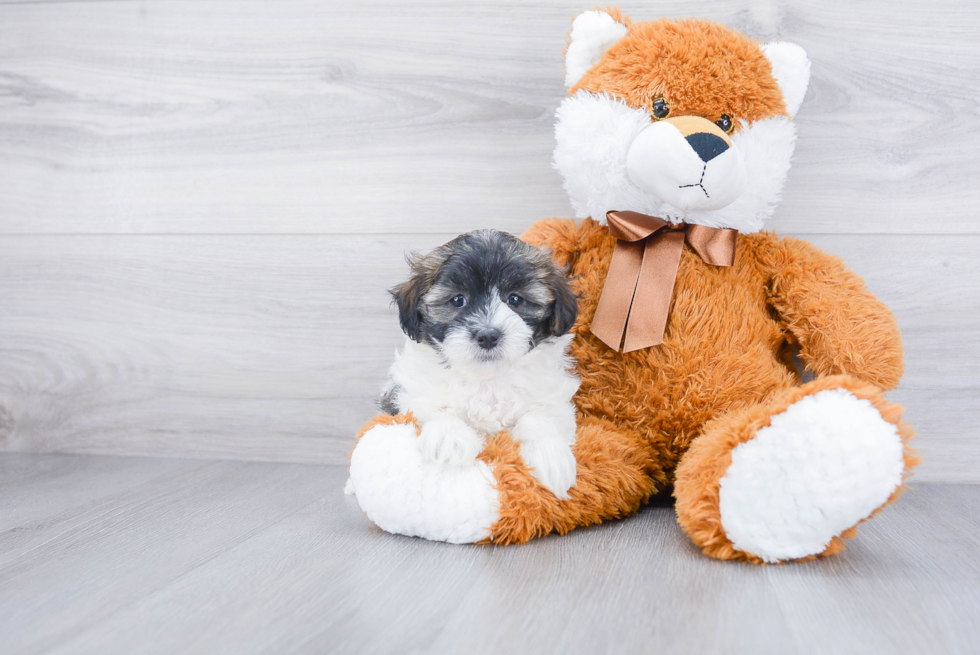 Maltipoo Pup Being Cute