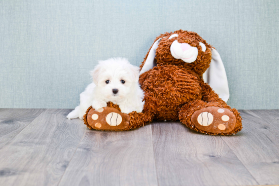 Petite Maltese Purebred Puppy