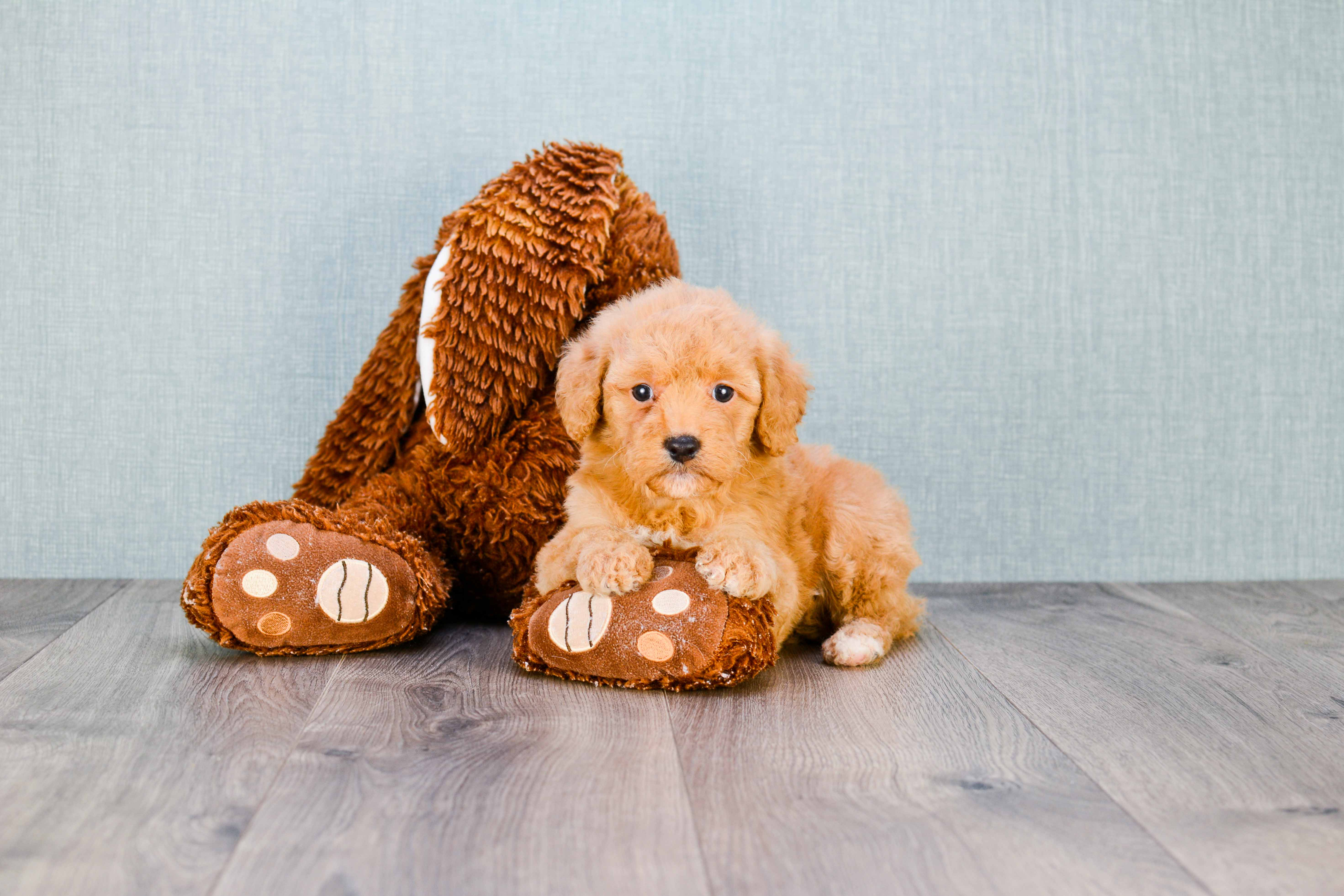 Funny Mini Goldendoodle Poodle Mix Pup