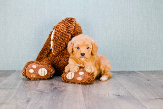 Funny Mini Goldendoodle Poodle Mix Pup