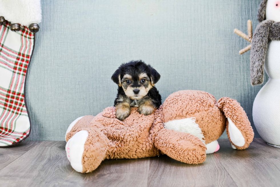 Energetic Yorkie Designer Puppy