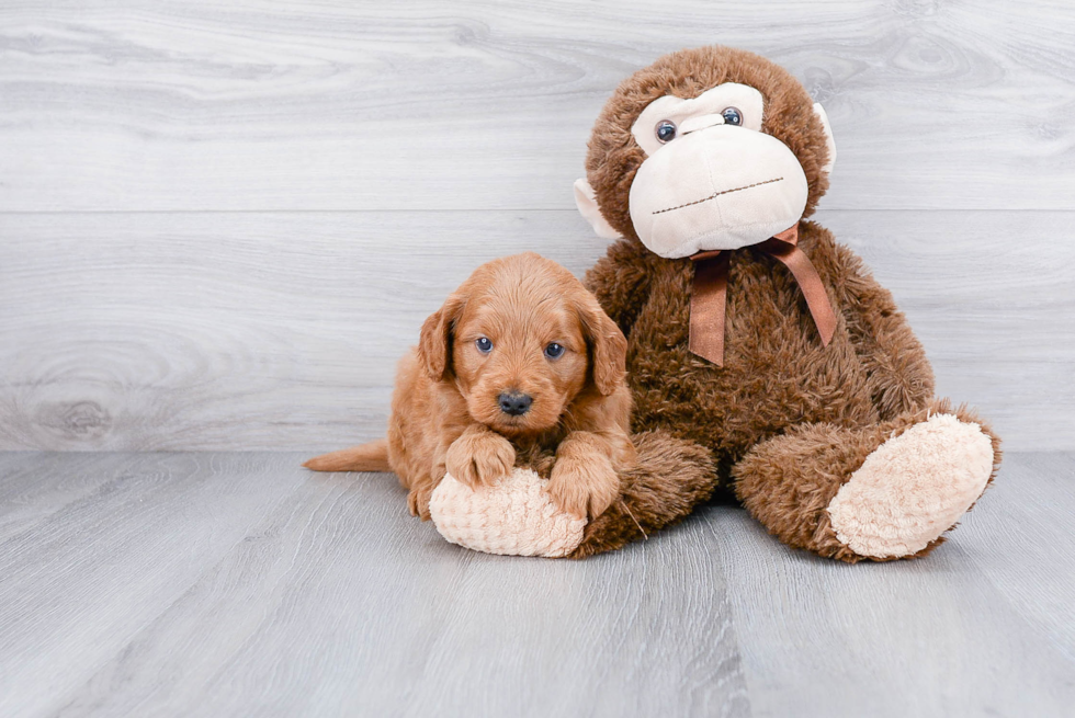Best Mini Goldendoodle Baby