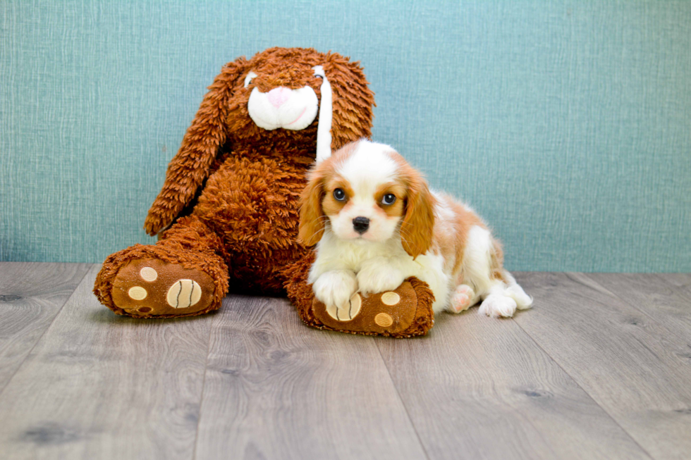 Energetic Cavalier King Charles Spaniel Purebred Puppy