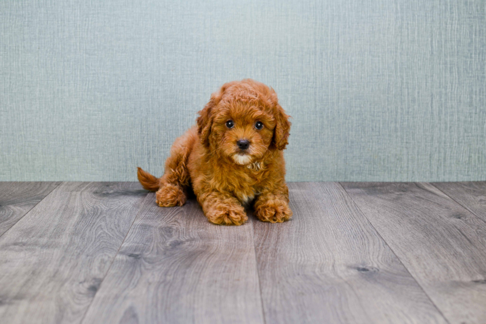 Cute Cavapoo Baby