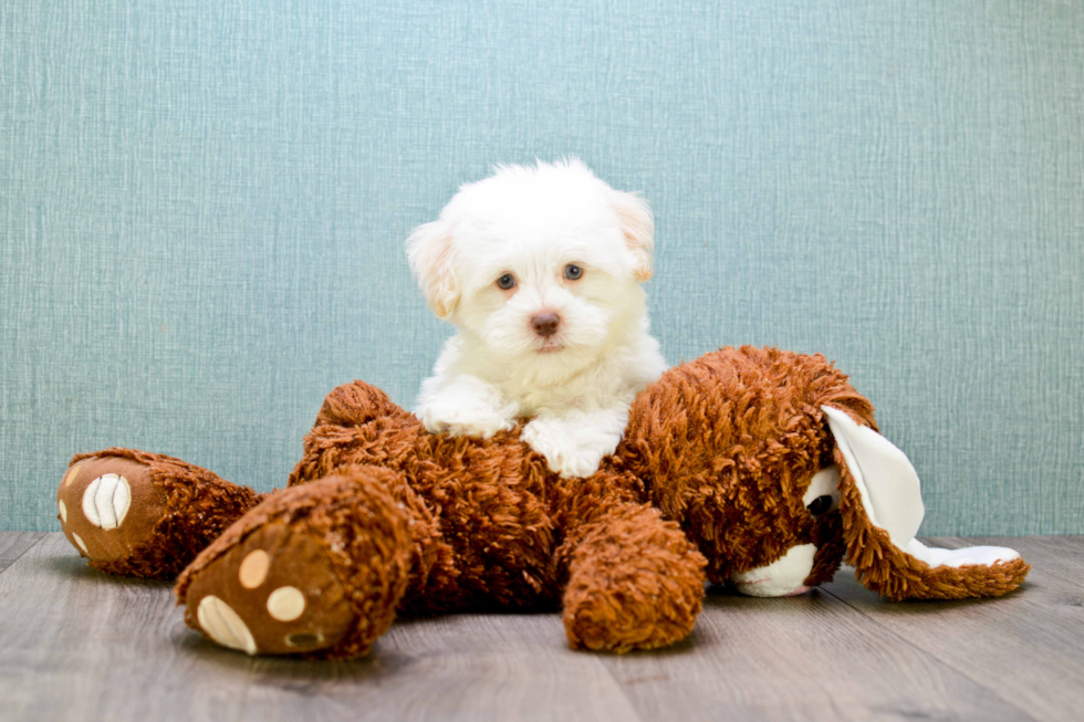 Adorable Havanese Purebred Puppy