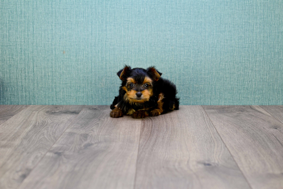 Meet Rascal - our Yorkshire Terrier Puppy Photo 