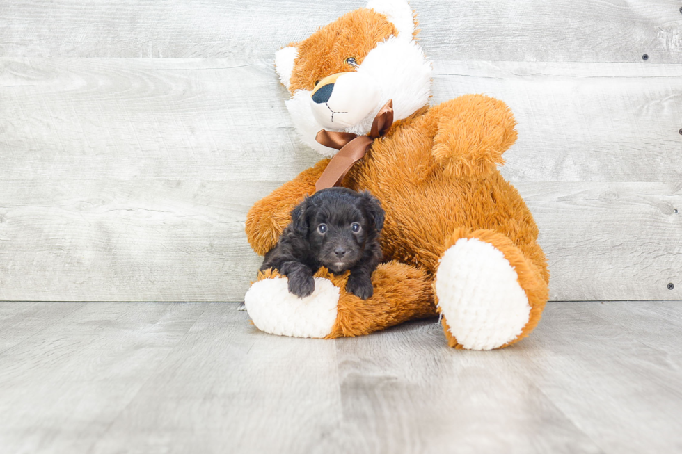 Funny Mini Aussiedoodle Poodle Mix Pup