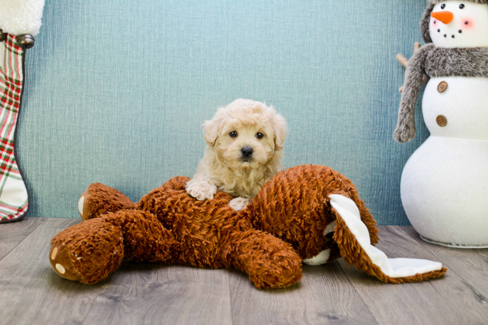 Playful Maltese Poodle Poodle Mix Puppy