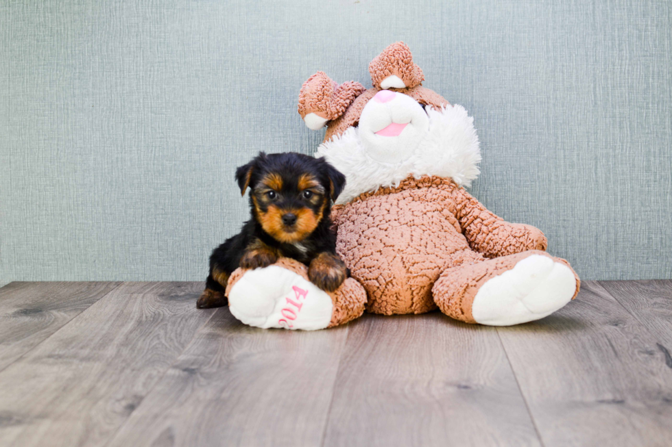 Meet Rascal - our Yorkshire Terrier Puppy Photo 