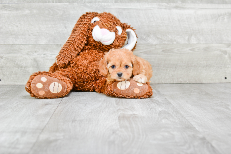 Cavapoo Pup Being Cute