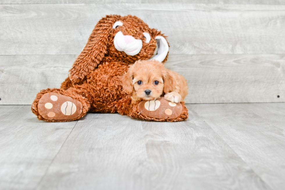 Cavapoo Pup Being Cute