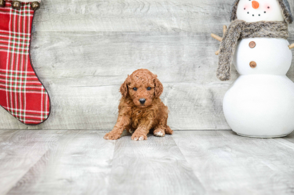 Mini Goldendoodle Puppy for Adoption