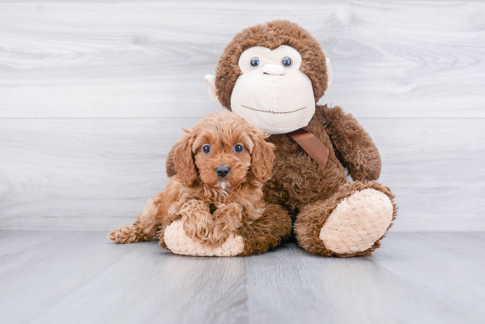 Cavapoo Pup Being Cute