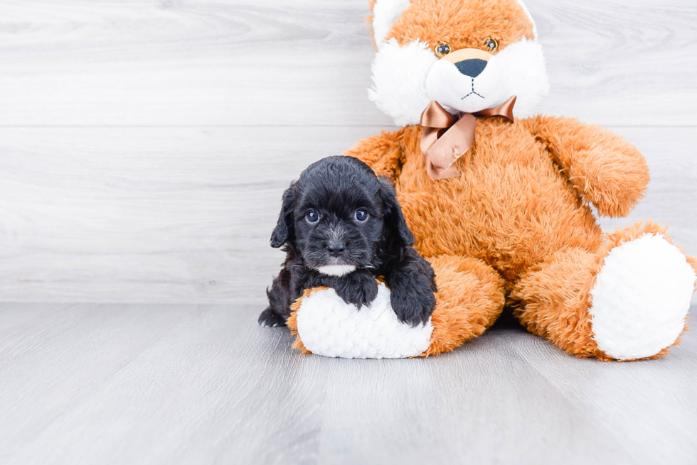 Smart Cavapoo Poodle Mix Pup