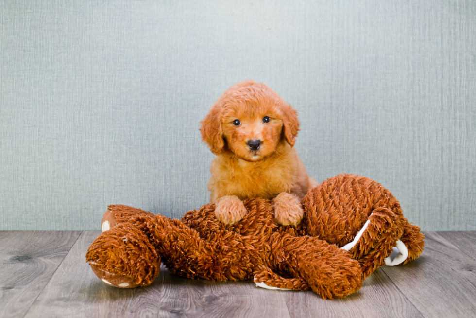 Smart Mini Goldendoodle Poodle Mix Pup