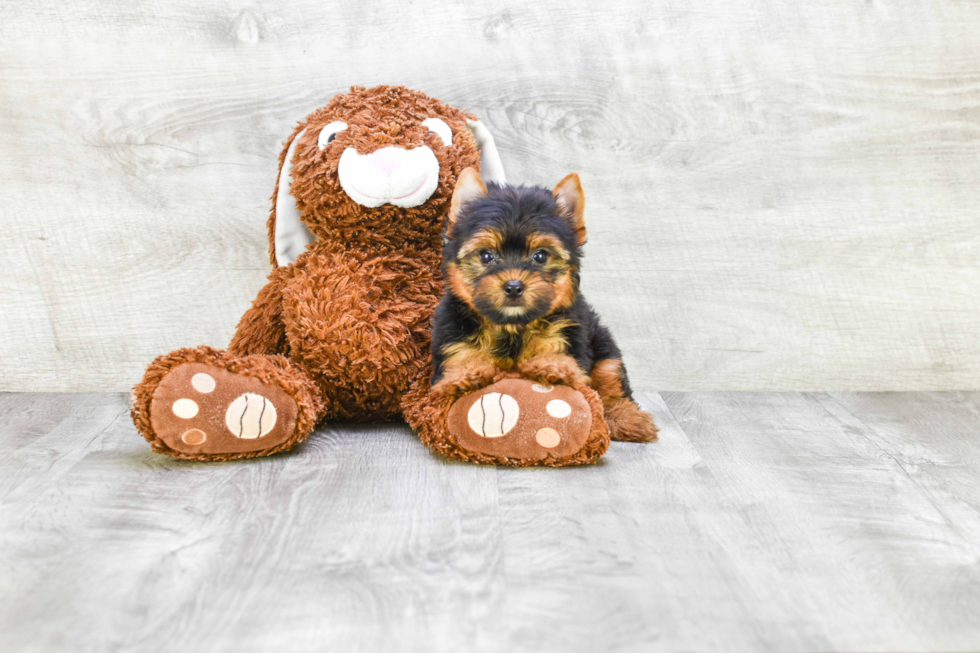 Meet Rascal - our Yorkshire Terrier Puppy Photo 