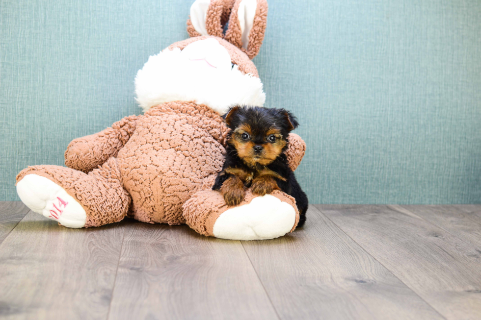 Meet Rascal - our Yorkshire Terrier Puppy Photo 