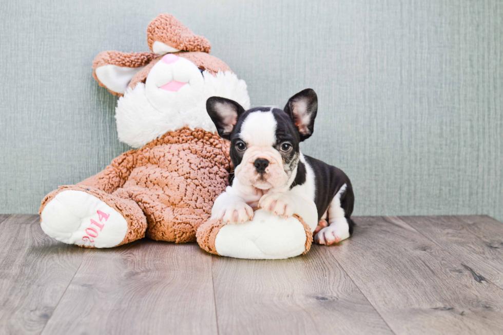 Best French Bulldog Baby