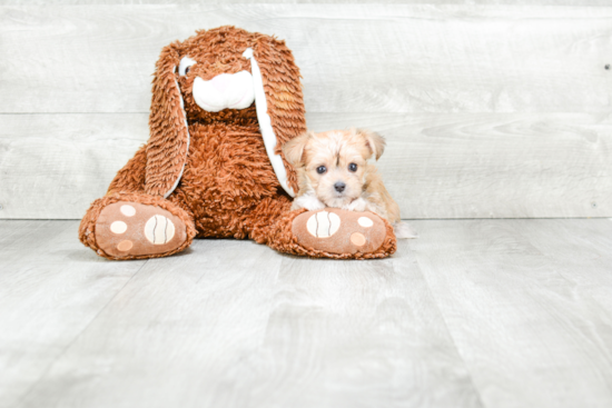 Morkie Pup Being Cute