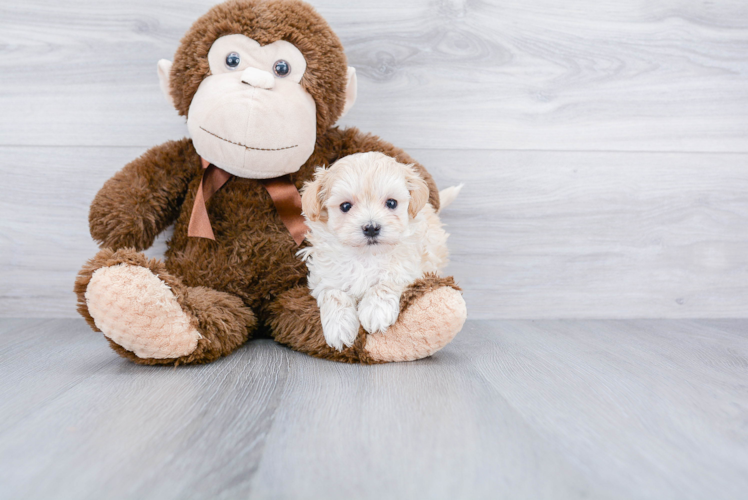 Playful Maltese Poodle Poodle Mix Puppy