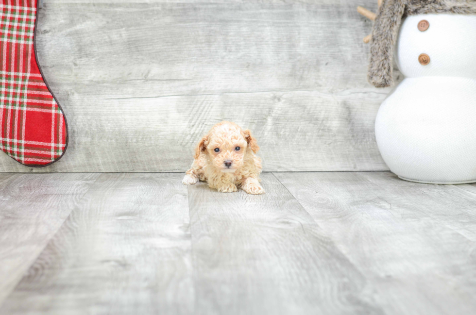 Poodle Pup Being Cute