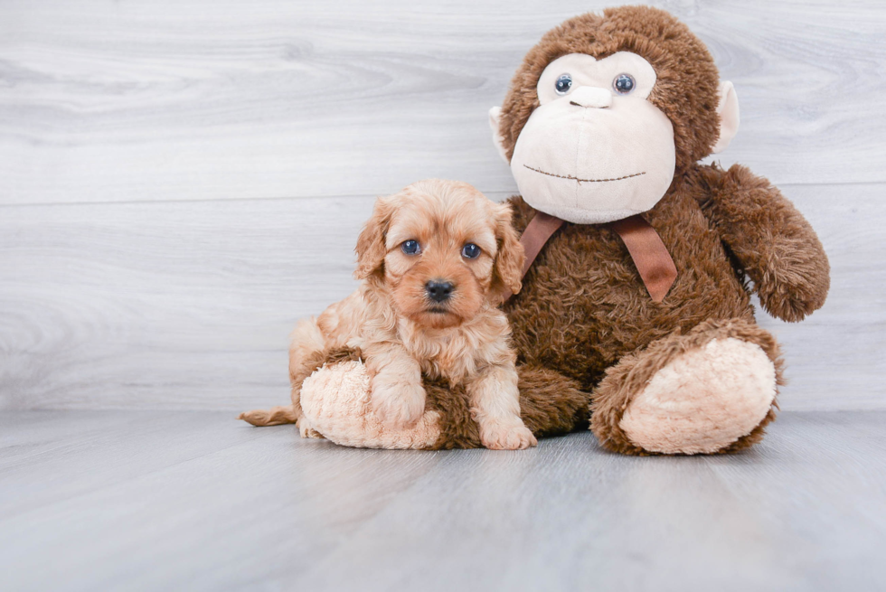 Best Cavapoo Baby