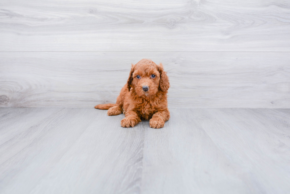 Smart Mini Goldendoodle Poodle Mix Pup