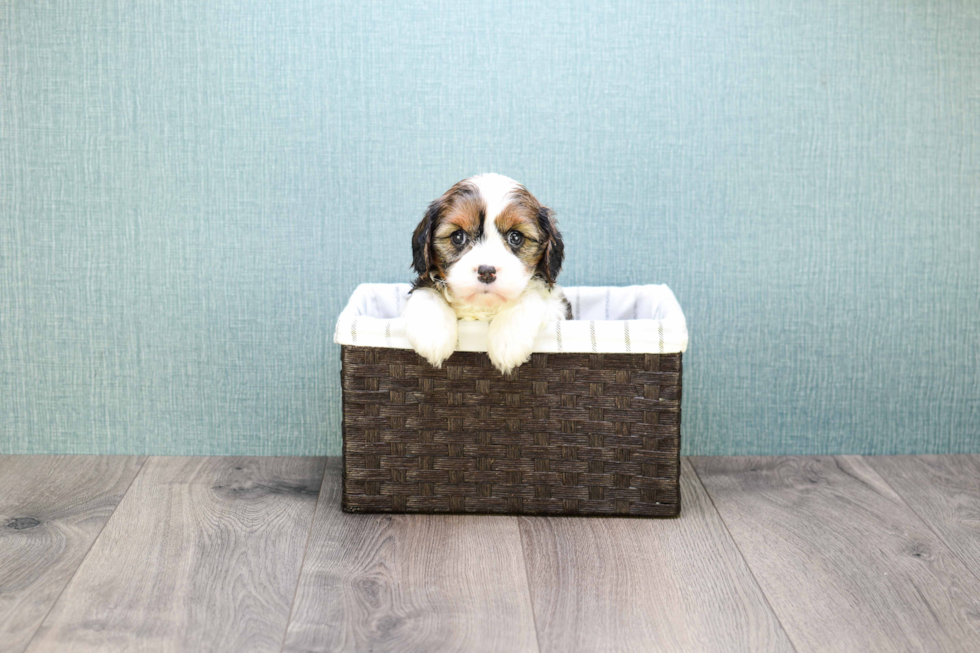 Meet Carly - our Cavachon Puppy Photo 