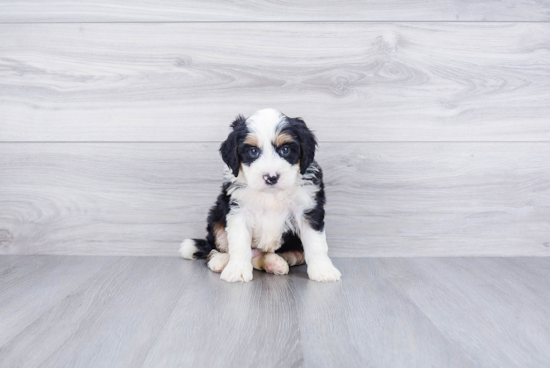 Fluffy Mini Bernedoodle Poodle Mix Pup