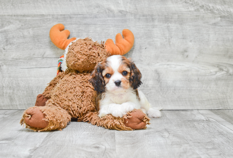 Cavachon Puppy for Adoption