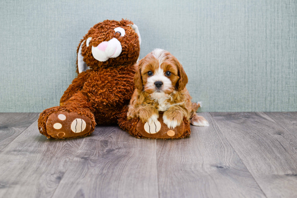 Adorable Cavoodle Poodle Mix Puppy