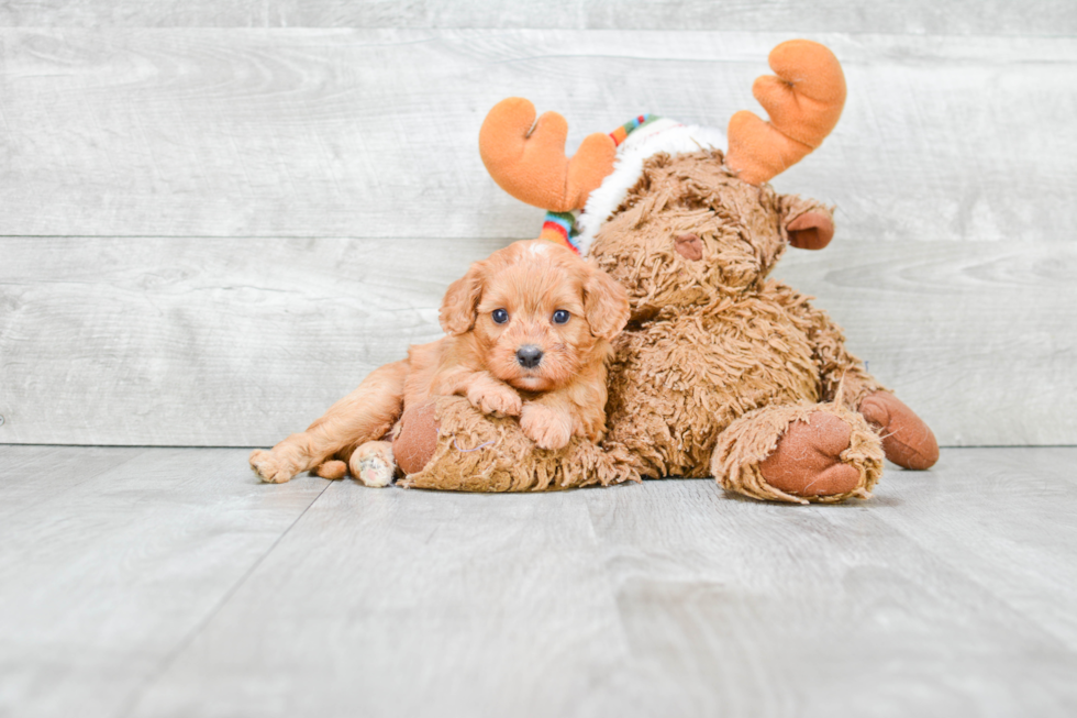 Small Cavapoo Baby