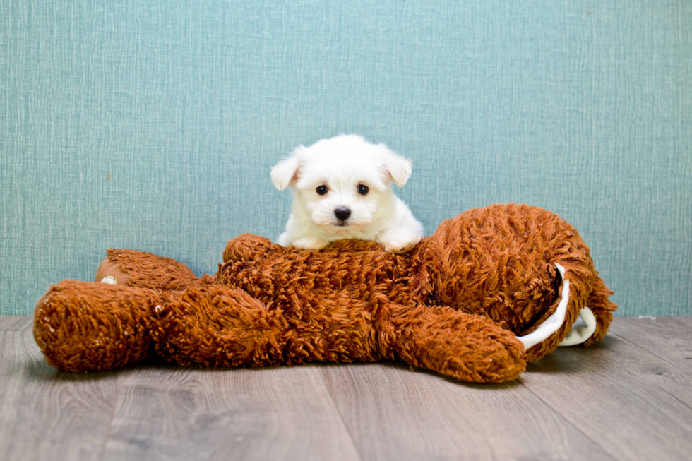 Maltese Puppy for Adoption