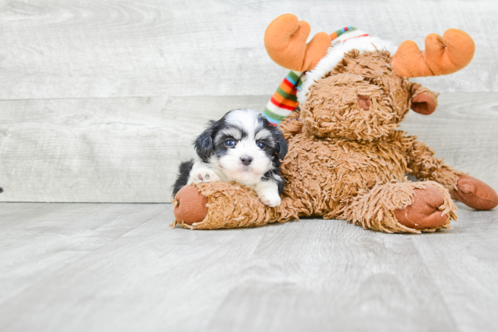 Best Havanese Baby