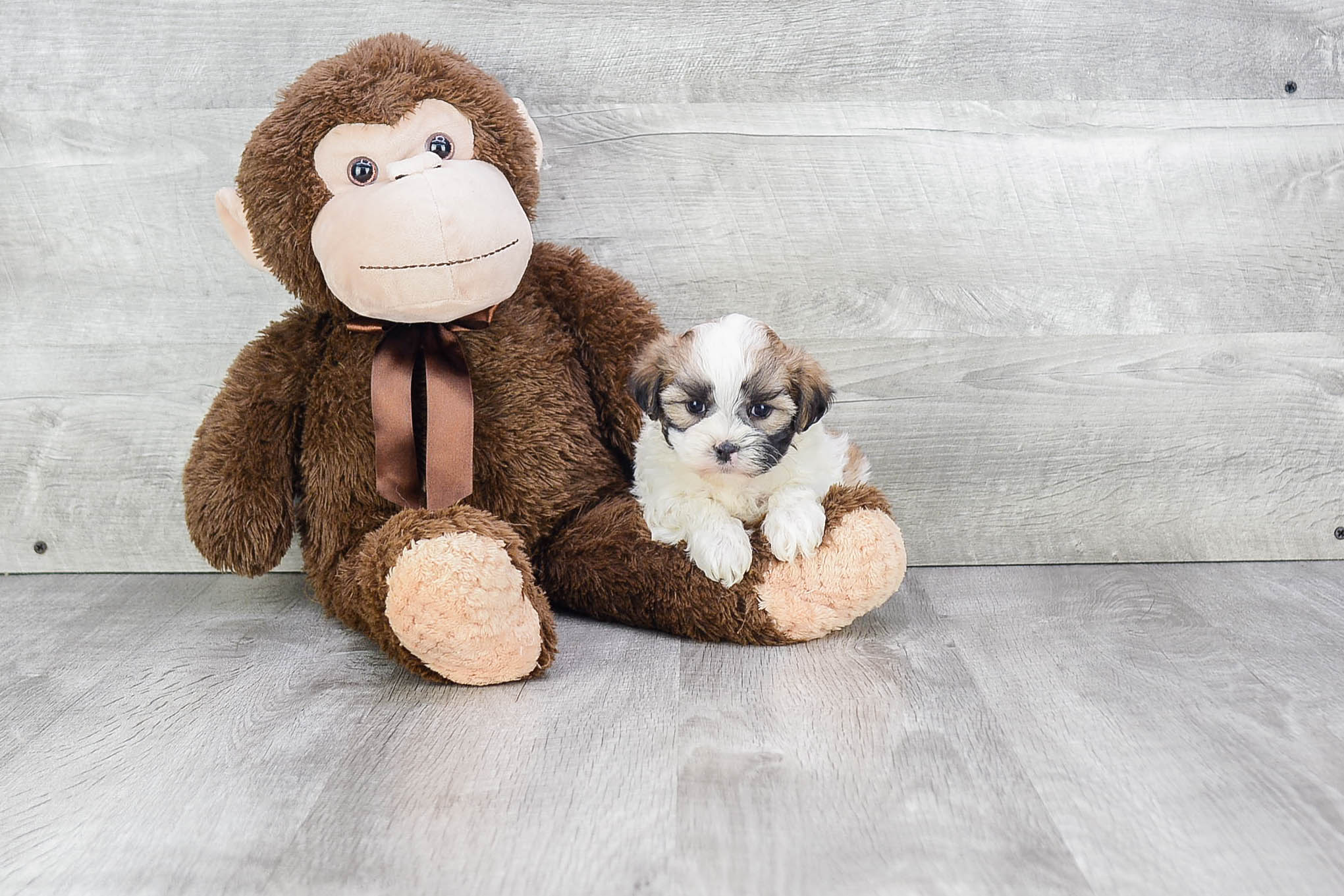 Smart Teddy Bear Designer Pup