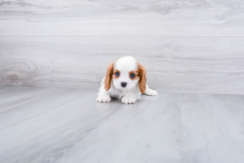 Cavalier King Charles Spaniel Pup Being Cute