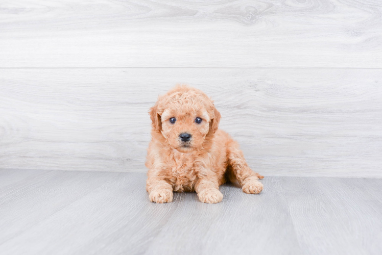 Hypoallergenic Golden Retriever Poodle Mix Puppy