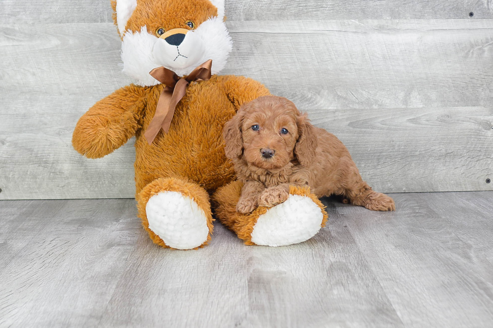 Mini Goldendoodle Pup Being Cute