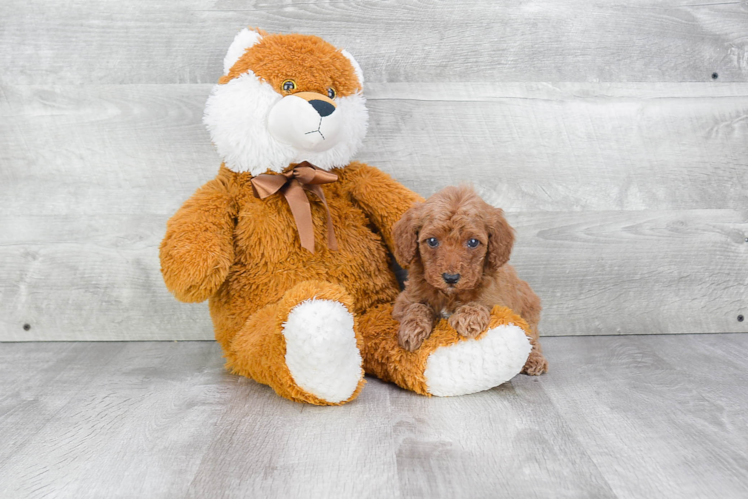 Friendly Mini Goldendoodle Baby