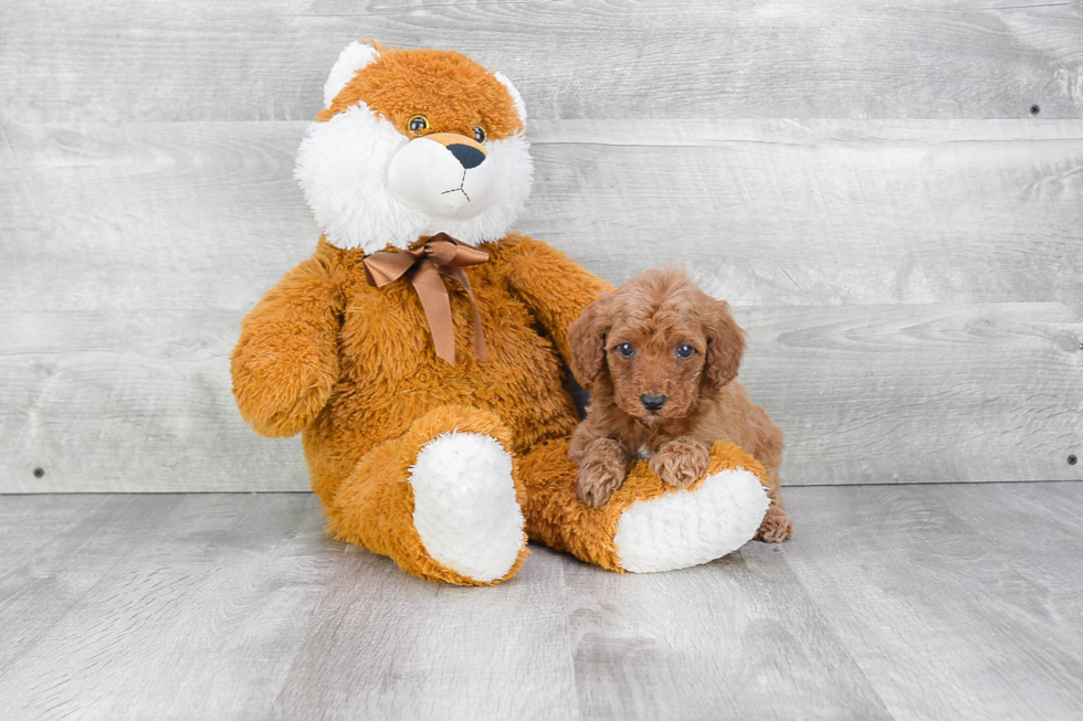 Friendly Mini Goldendoodle Baby