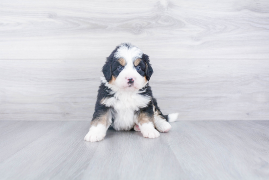 Mini Bernedoodle Puppy for Adoption