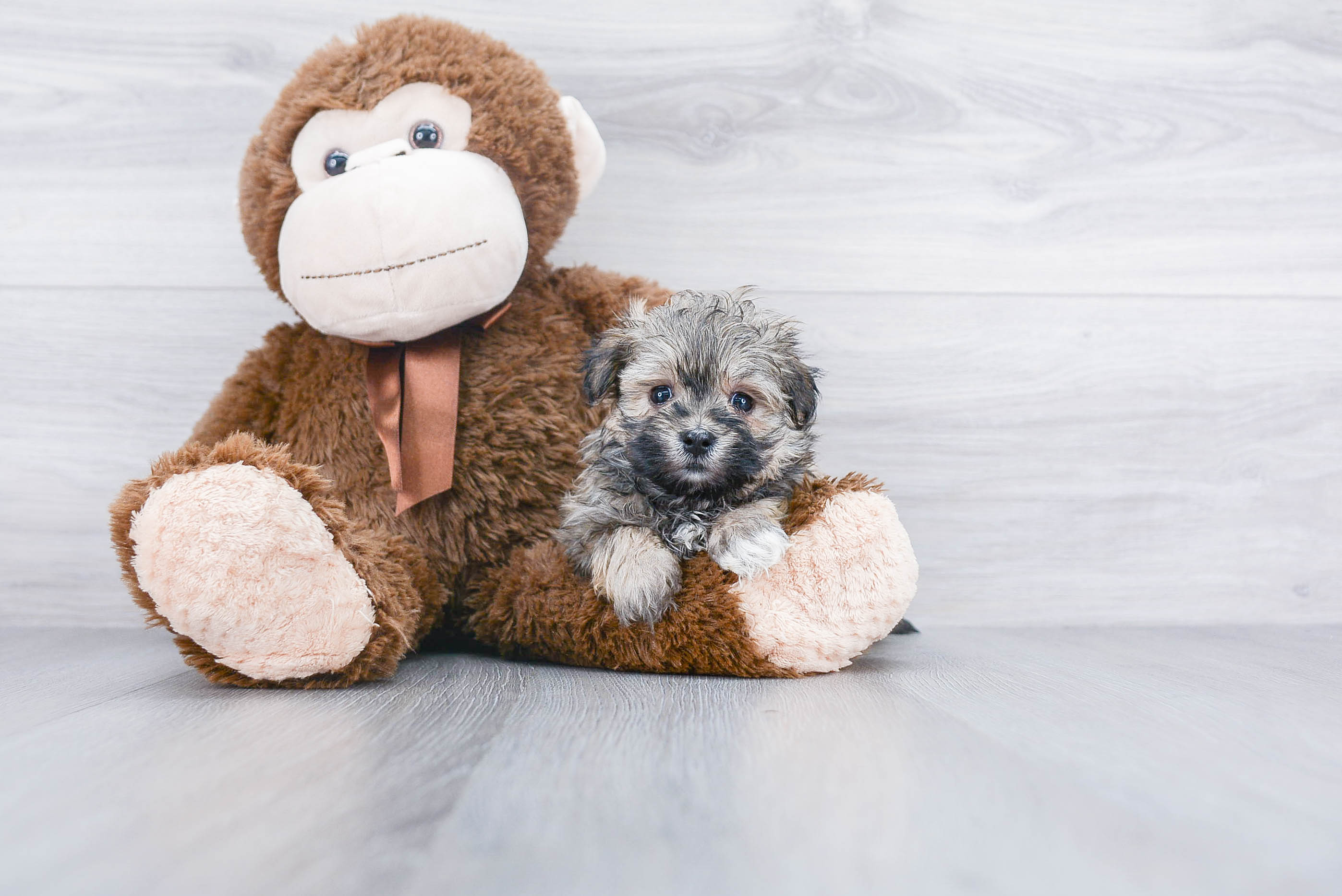 Hypoallergenic Maltepoo Poodle Mix Puppy